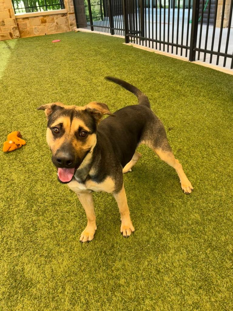 Enlarge Harper, a Adoptable mixed breed in Seguin, TX image 5/5