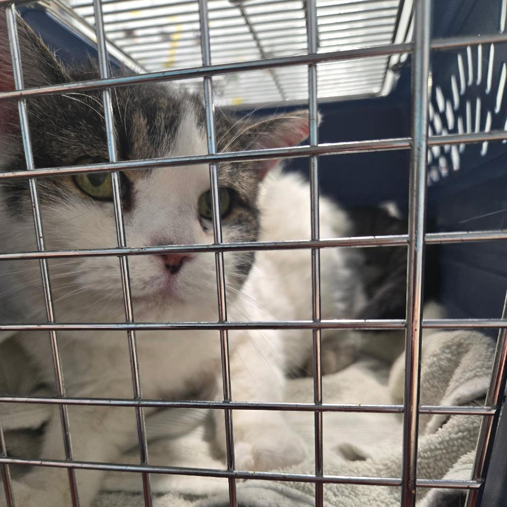 Beans, Adoptable, Adult Female Domestic Short Hair.