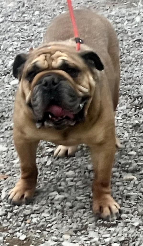 Enlarge Winston, a Adopted English Bulldog in Crossville, TN image 1/3