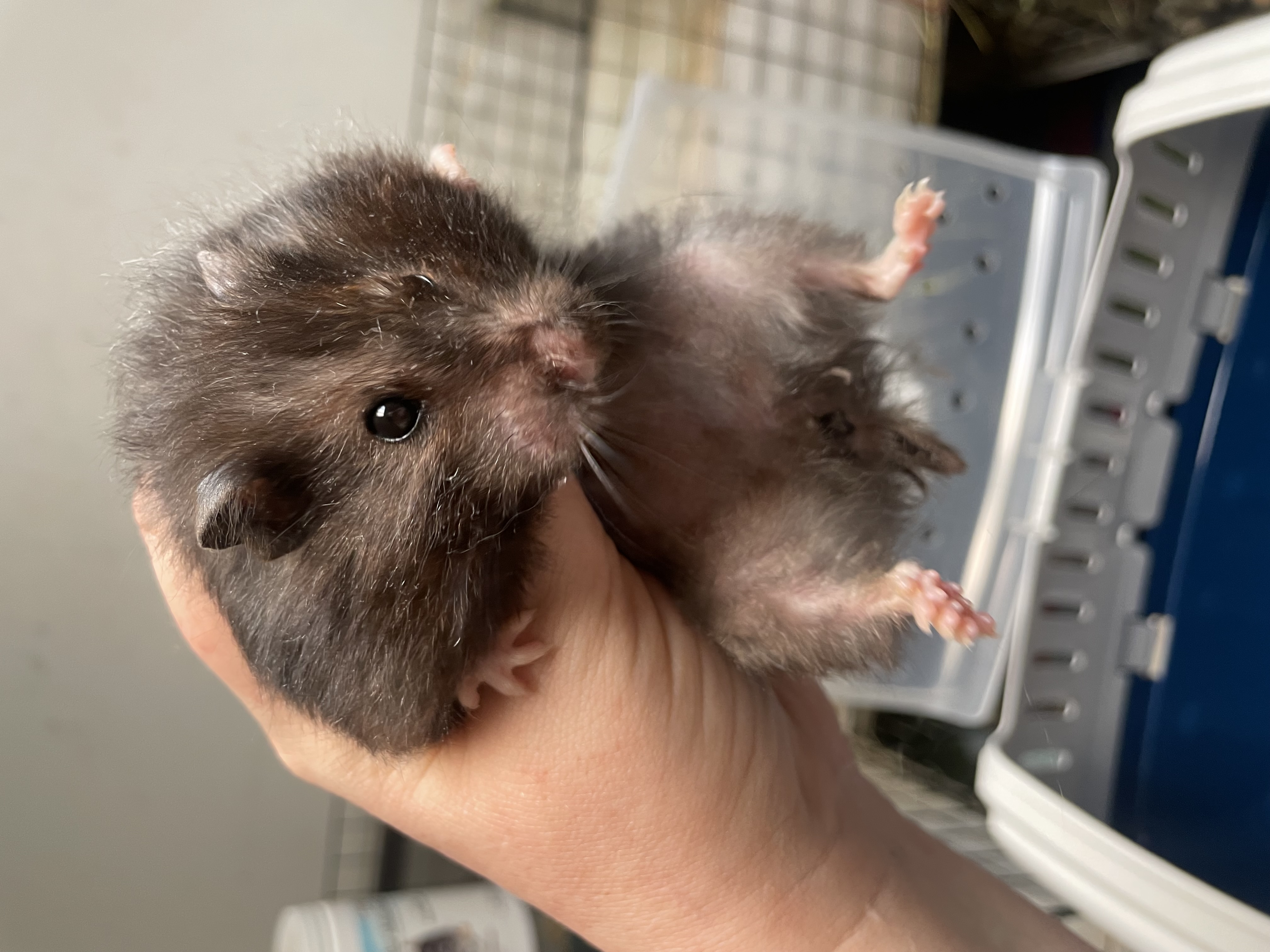 Hamster for adoption Dory video!!, a Hamster in Edinburg, PA Petfinder