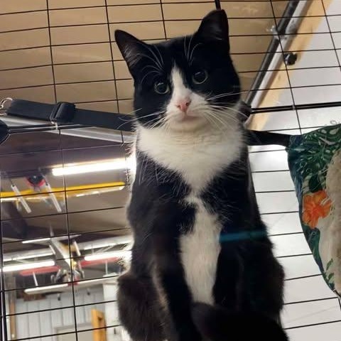 Gneiss, aka Gigi, a Adoptable Domestic Short Hair in Fair Haven, VT image 2/2