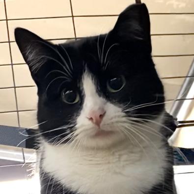 Gneiss, aka Gigi, a Adoptable Domestic Short Hair in Fair Haven, VT image 1/2