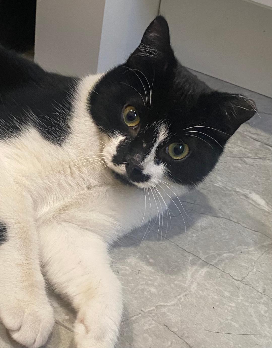 Enlarge Fritz, a Adopted Domestic Short Hair in Cedars, PA image 1/5