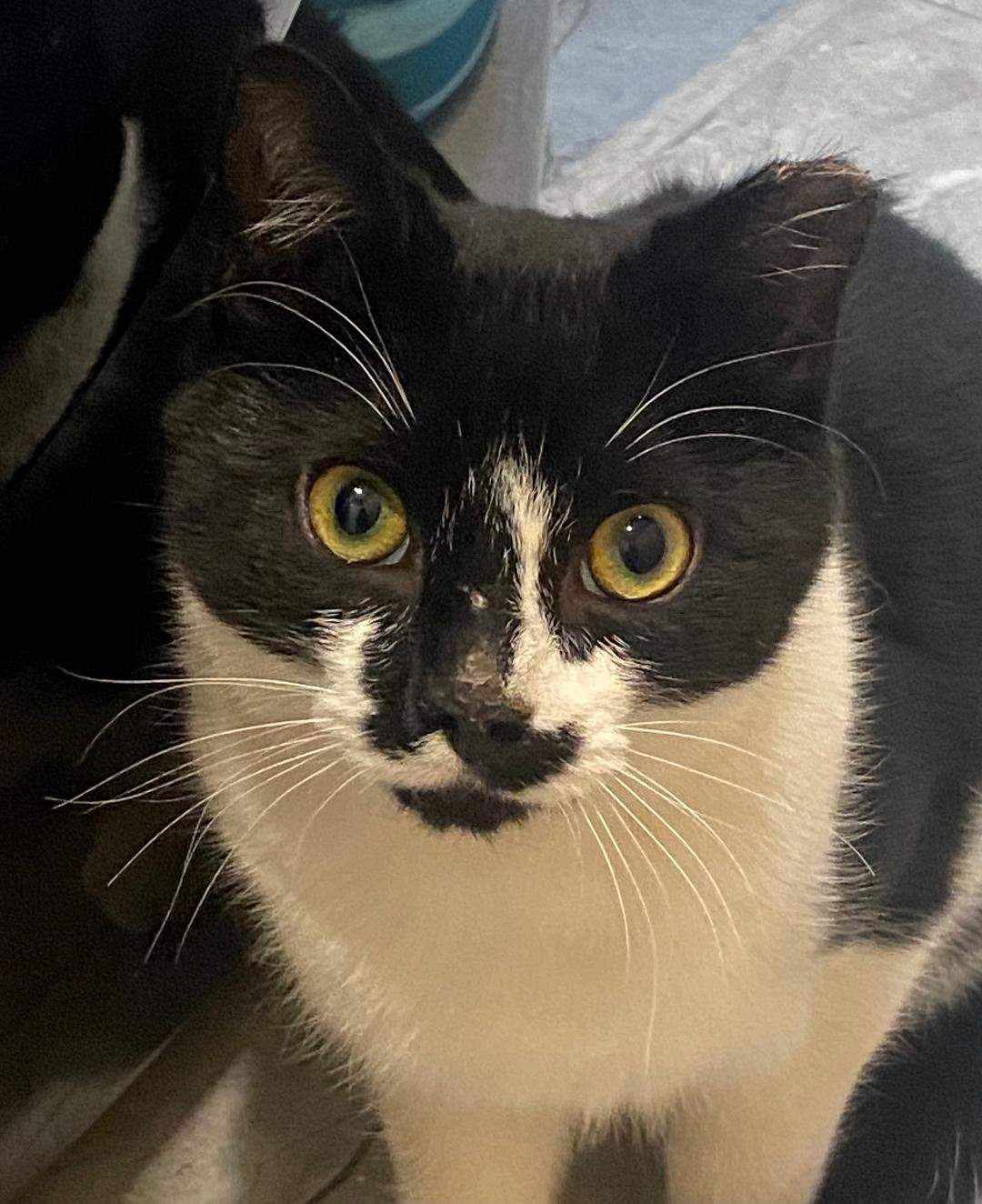 Enlarge Fritz, a Adopted Domestic Short Hair in Cedars, PA image 2/5