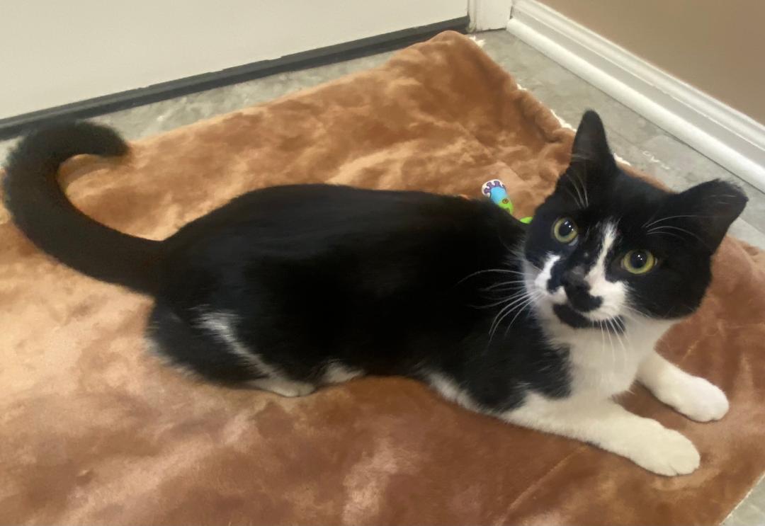 Enlarge Fritz, a Adopted Domestic Short Hair in Cedars, PA image 3/5