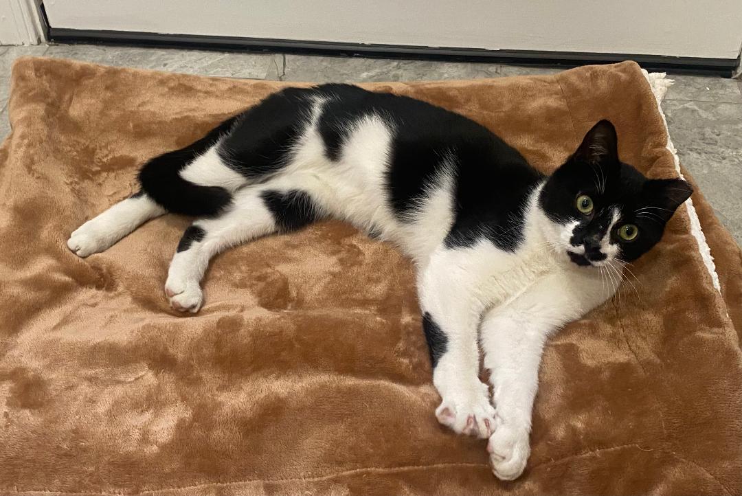 Enlarge Fritz, a Adopted Domestic Short Hair in Cedars, PA image 4/5