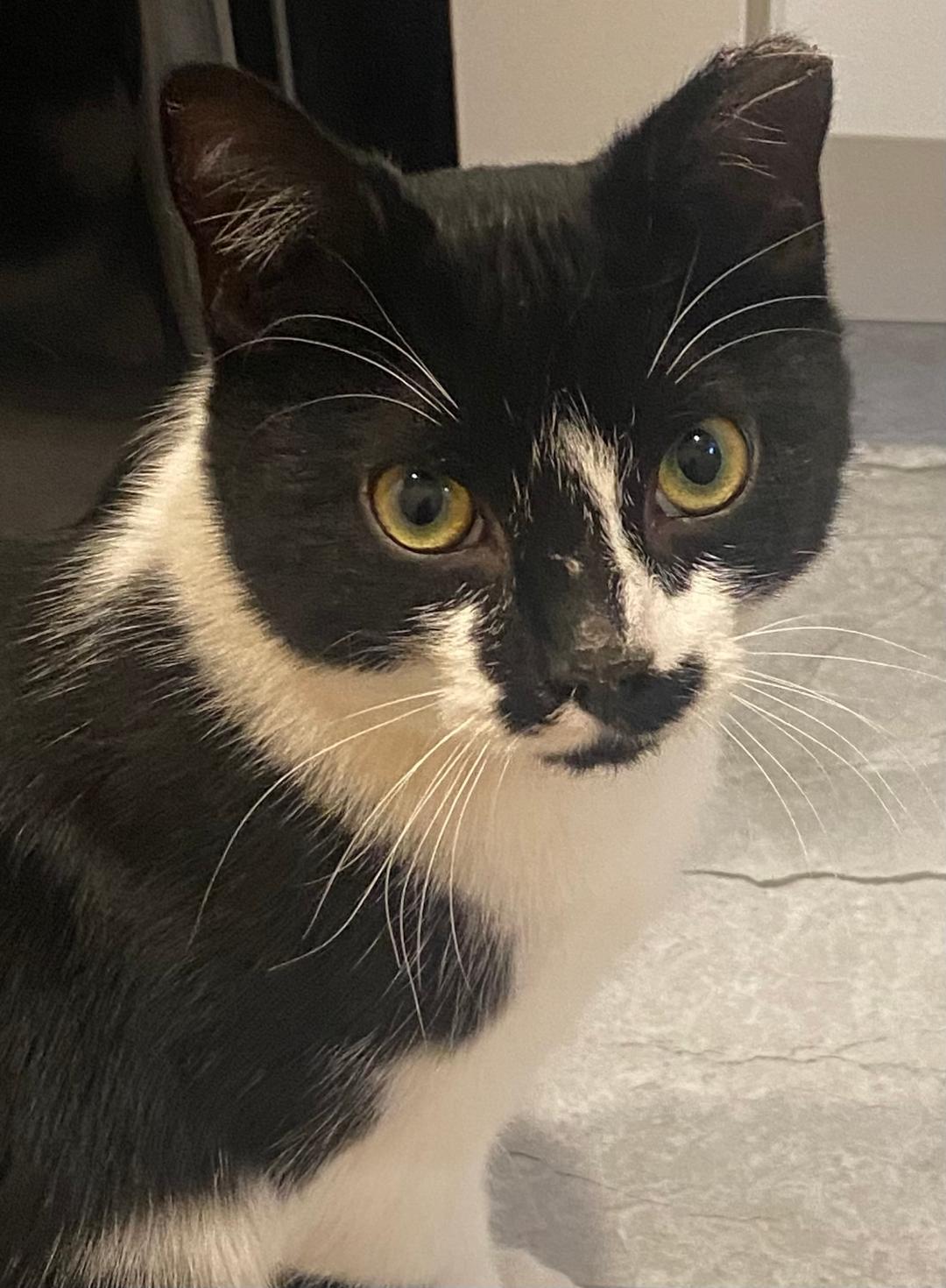 Enlarge Fritz, a Adopted Domestic Short Hair in Cedars, PA image 5/5