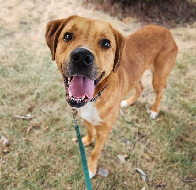 CHARLIE, Adoptable, Adult Male Labrador Retriever & Mixed Breed.