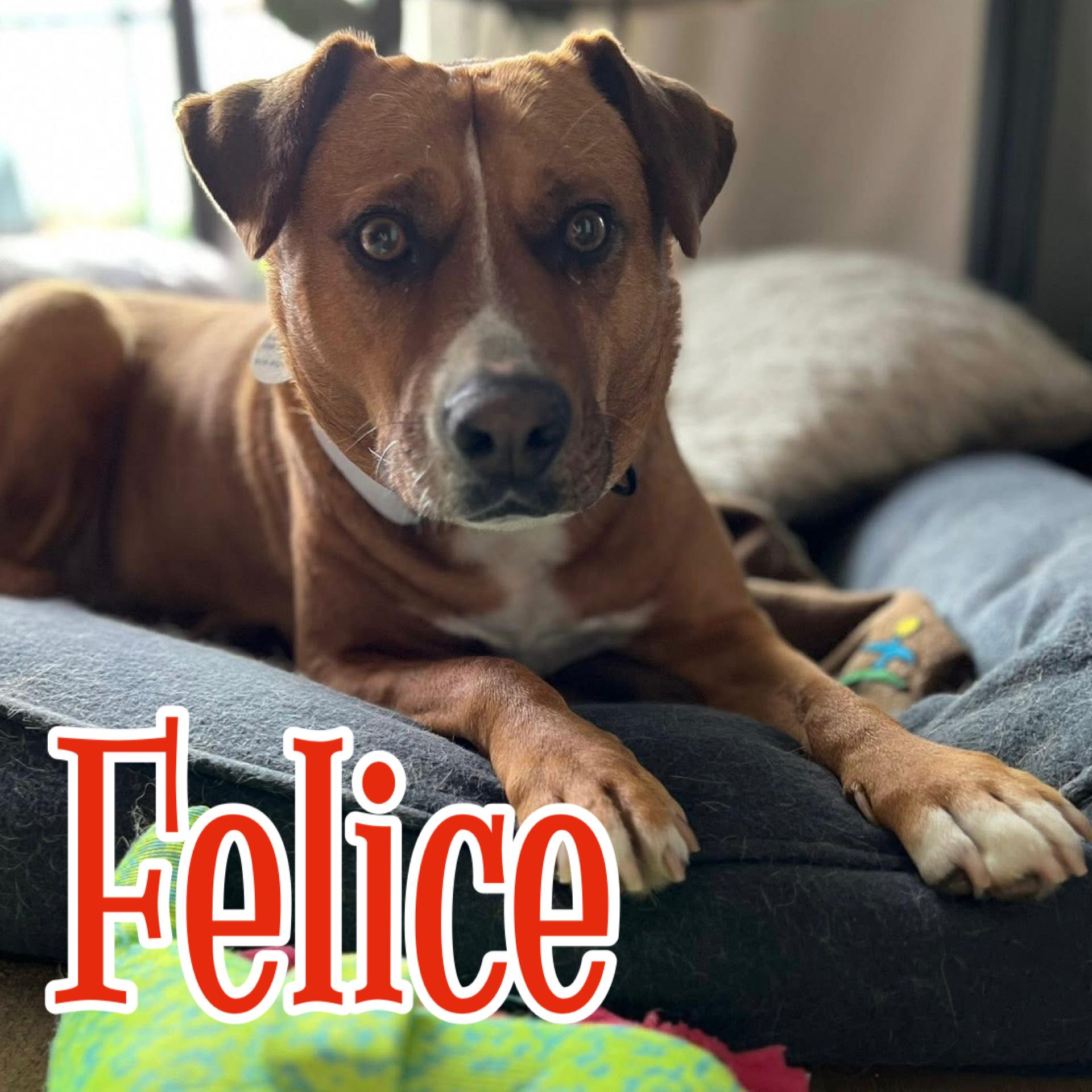 Felice, ADOPTABLE, Senior Female Mixed Breed & Labrador Retriever.