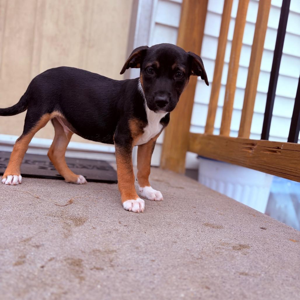 Enlarge Hopscotch , an adoptable Mixed Breed in Fenton, MI image 2/2