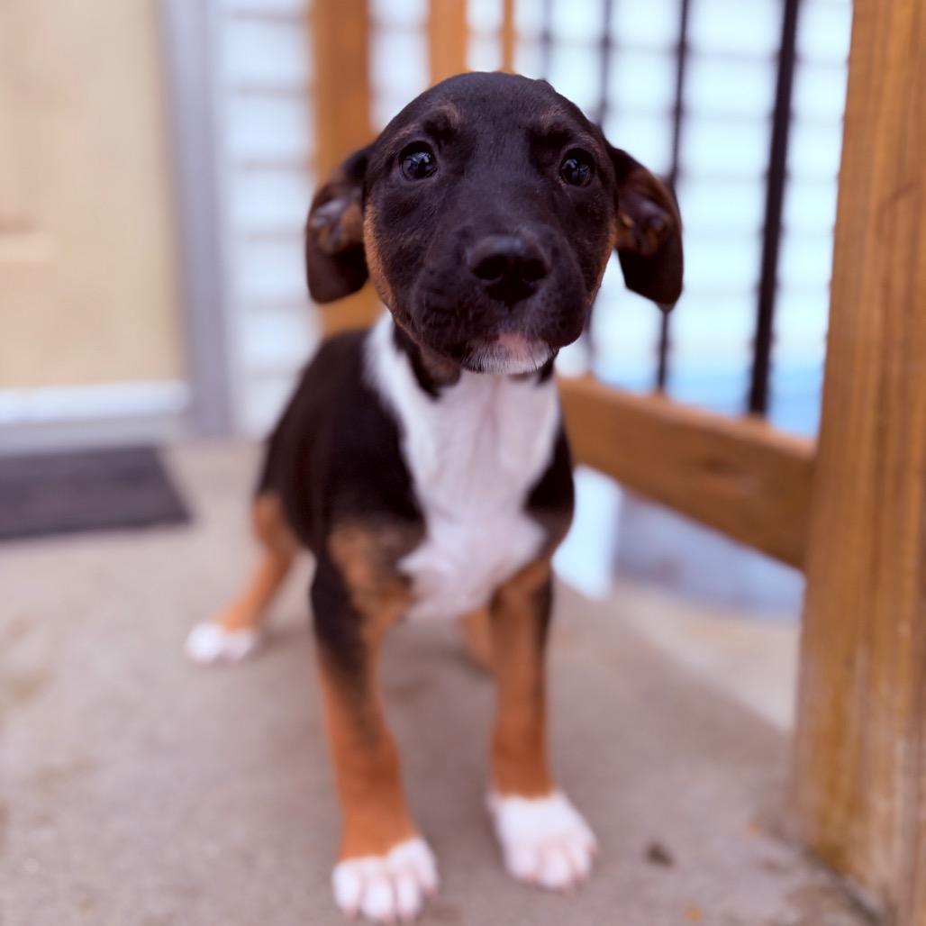 Hopscotch , adoptable, Puppy Male Mixed Breed.
