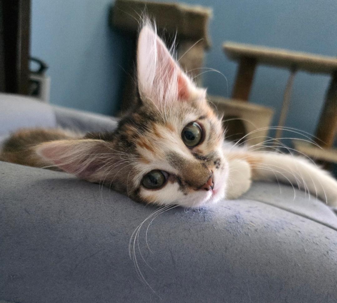 Enlarge Hazel, a Adopted Domestic Short Hair in Phoenix, AZ image 1/2