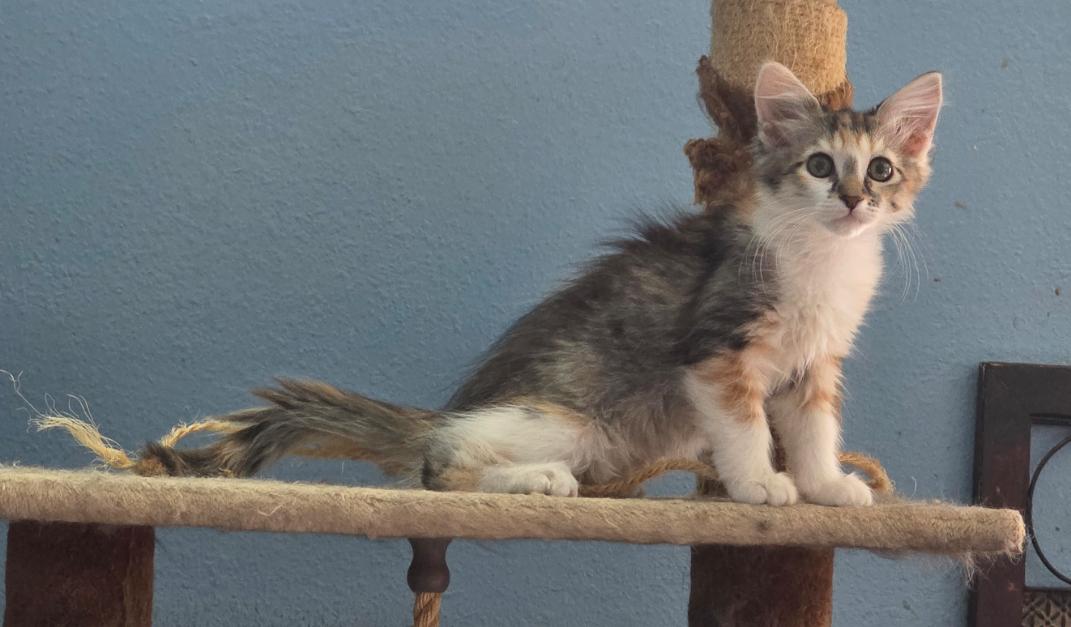 Enlarge Hazel, a Adopted Domestic Short Hair in Phoenix, AZ image 2/2