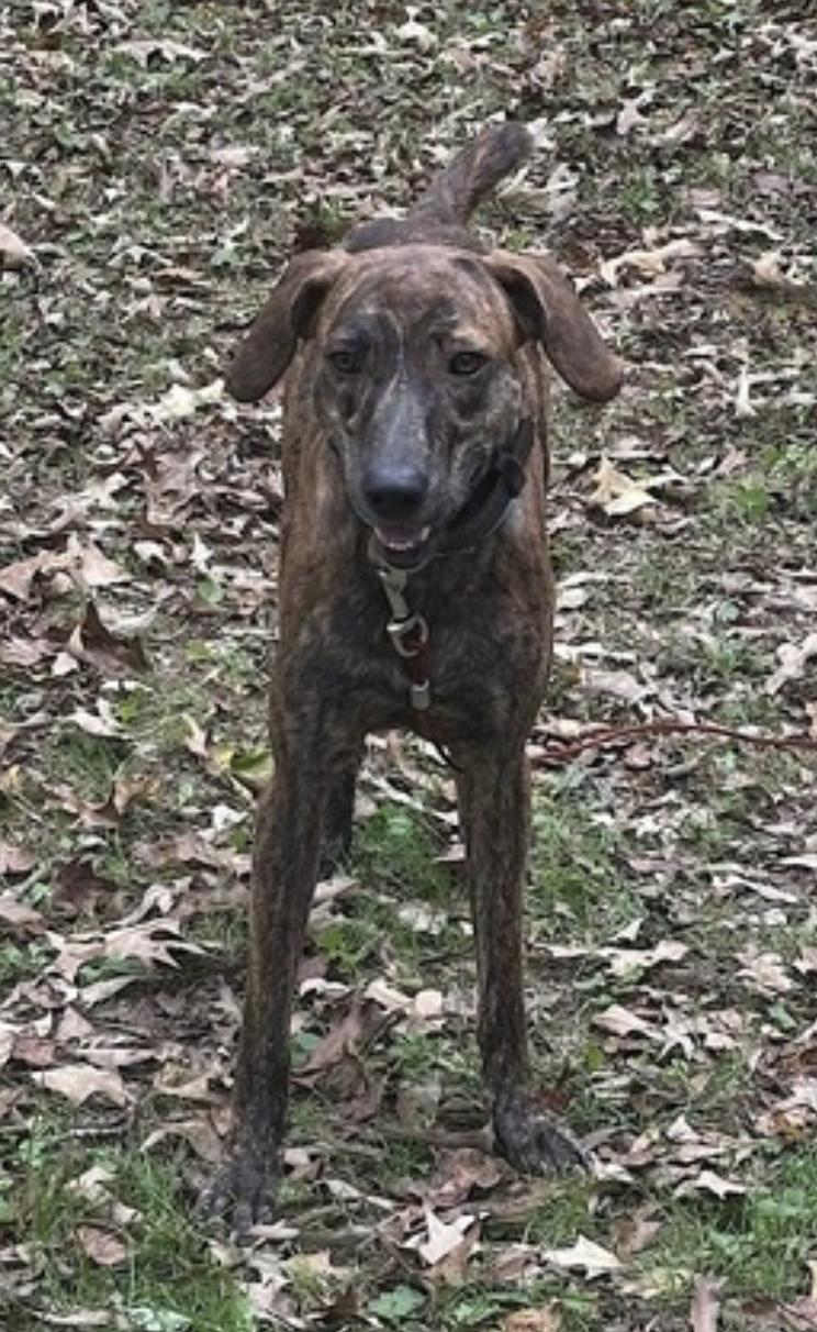 Gage, a Adoptable mixed breed in Atlanta, GA image 4/6