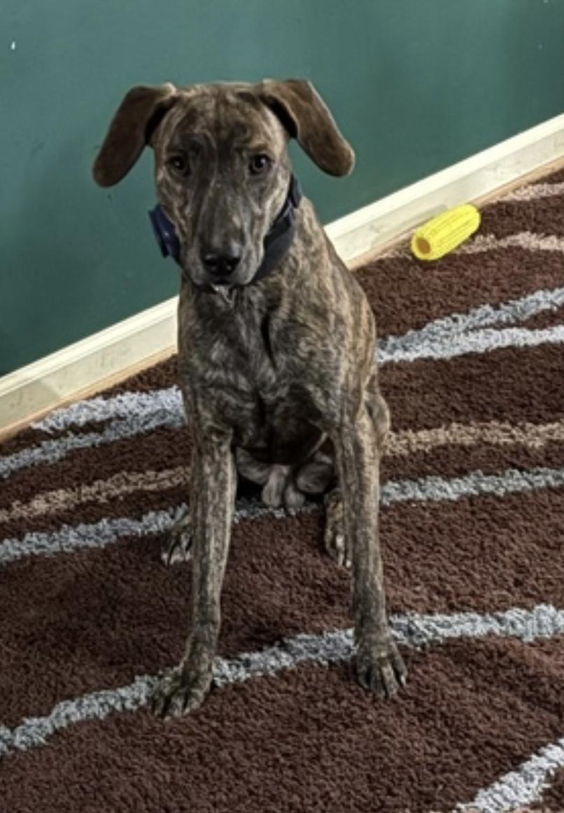 Gage, a Adoptable mixed breed in Atlanta, GA image 2/6