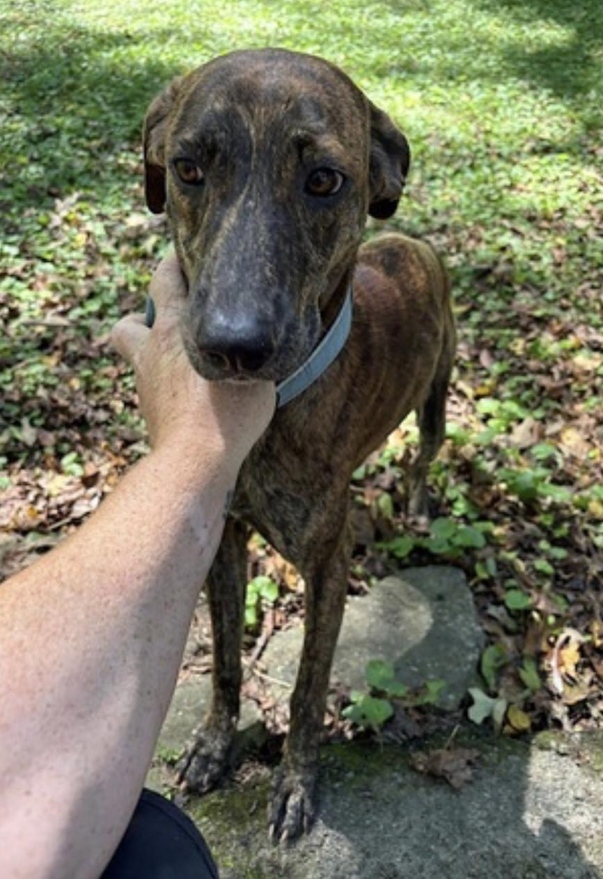Gage, a Adoptable mixed breed in Atlanta, GA image 5/6