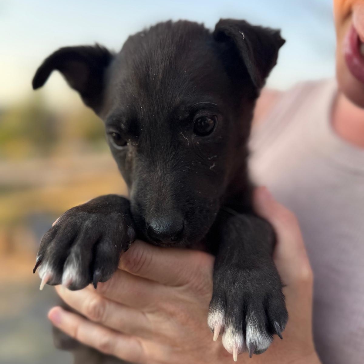 Tiny — thumbnail 3