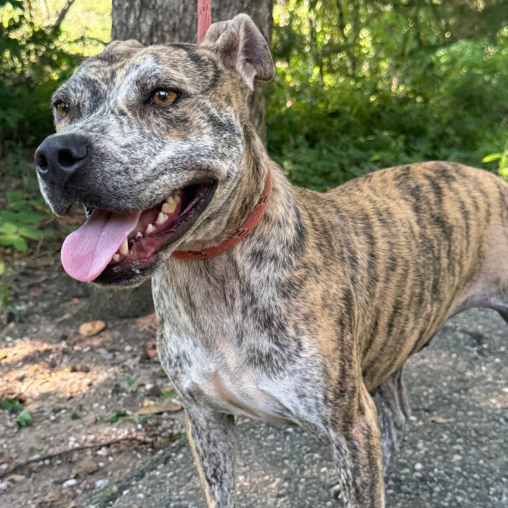 Inara, Adoptable, Adult Female Mixed Breed.