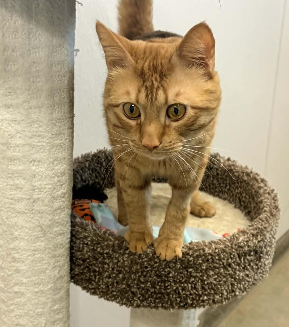 Raphael, a ADOPTABLE Domestic Short Hair in Wakefield, RI image 2/3