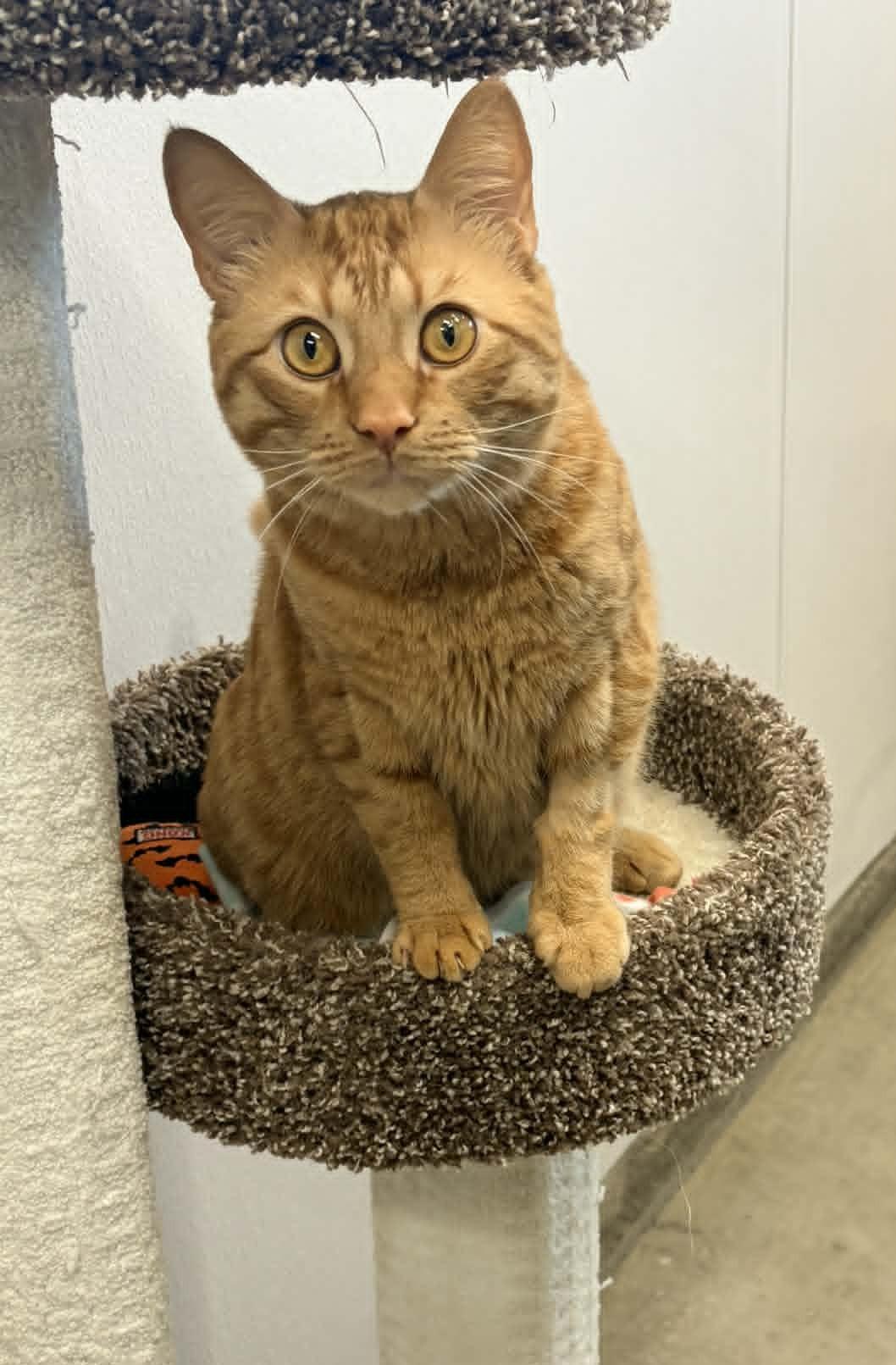Raphael, a ADOPTABLE Domestic Short Hair in Wakefield, RI image 3/3