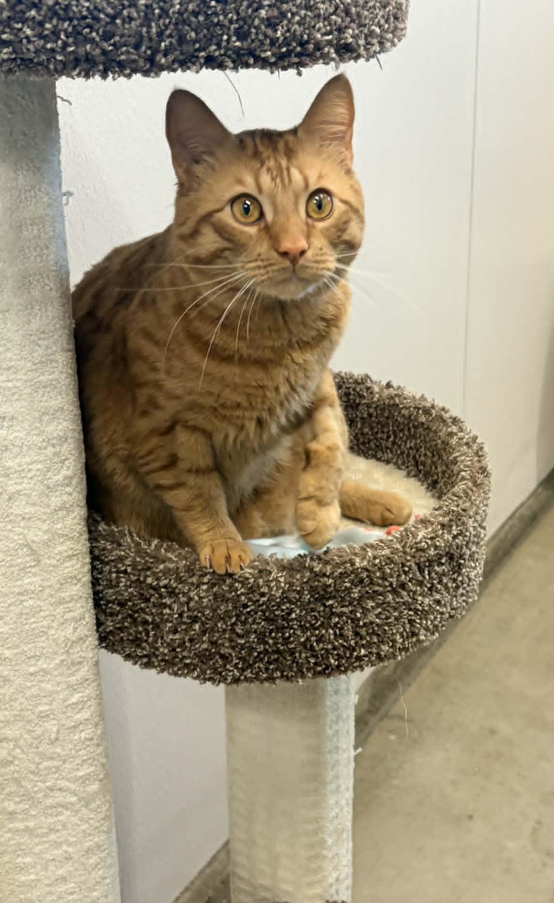 Raphael, a ADOPTABLE Domestic Short Hair in Wakefield, RI image 1/3