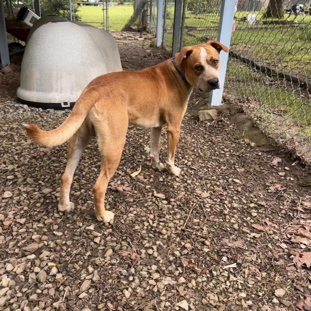 Boots, Adoptable, Adult Male Mixed Breed.