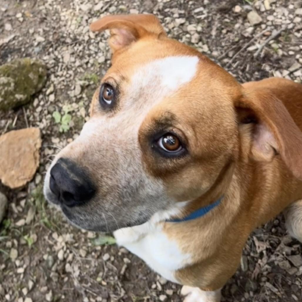 Boots, a Adoptable Mixed Breed in Centerville, TN image 2/6