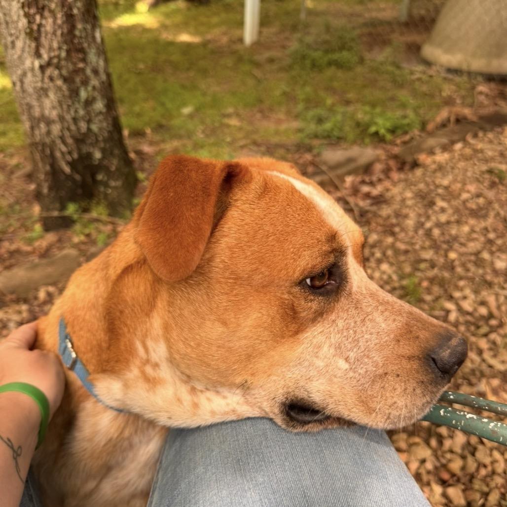 Boots, a Adoptable Mixed Breed in Centerville, TN image 3/6