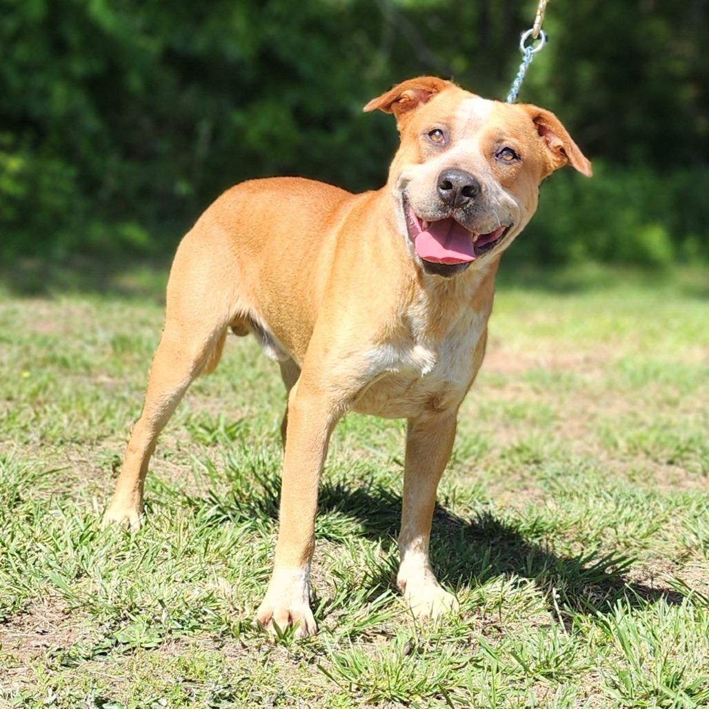 Boots, a Adoptable Mixed Breed in Centerville, TN image 4/6