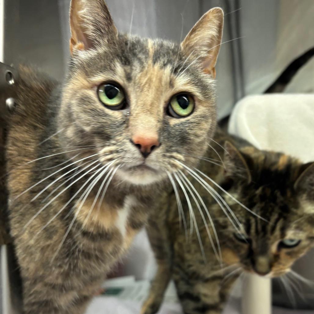 Sandy, Adoptable, Senior Female Domestic Short Hair.