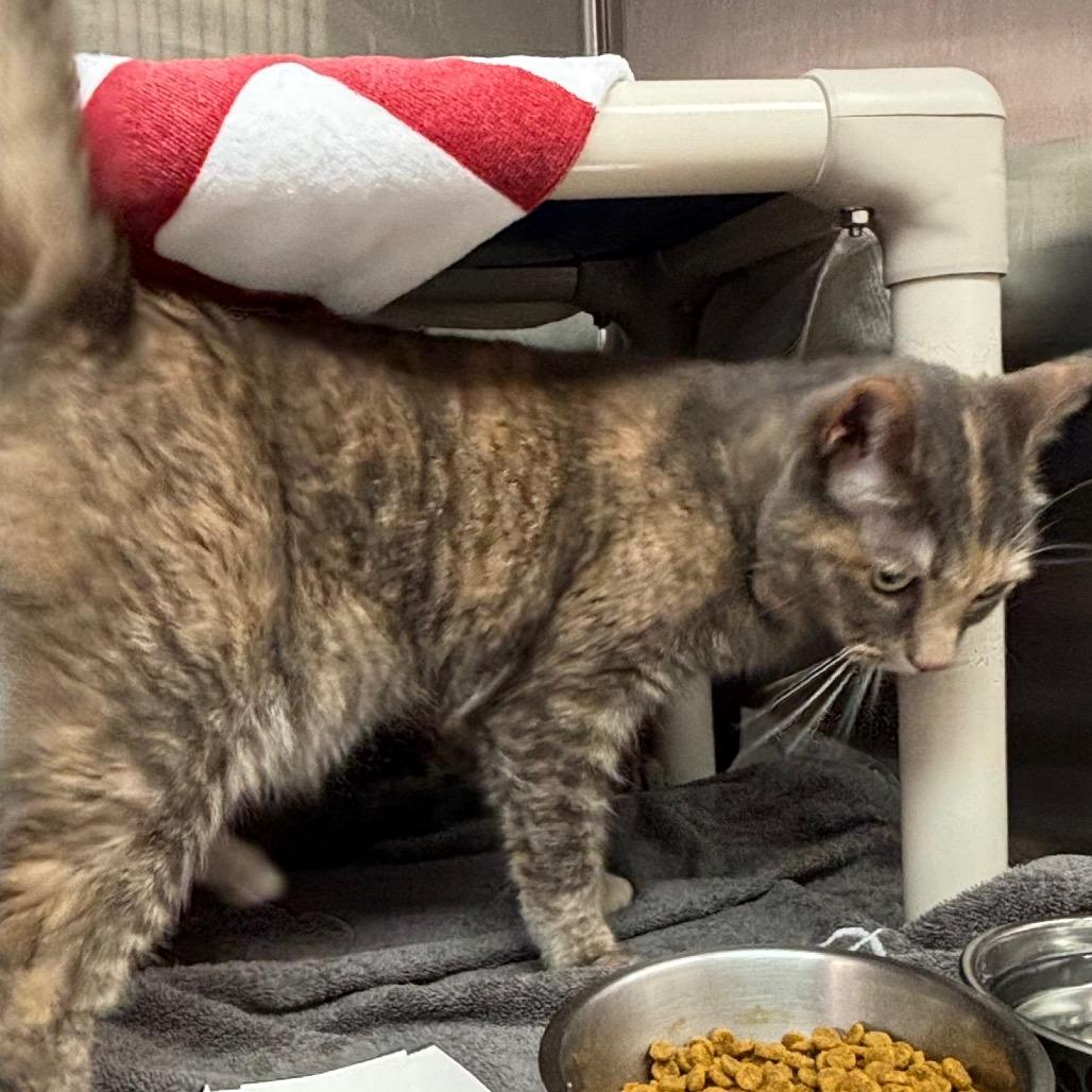 Enlarge Sandy, a Adoptable Domestic Short Hair in Philadelphia, PA image 2/5