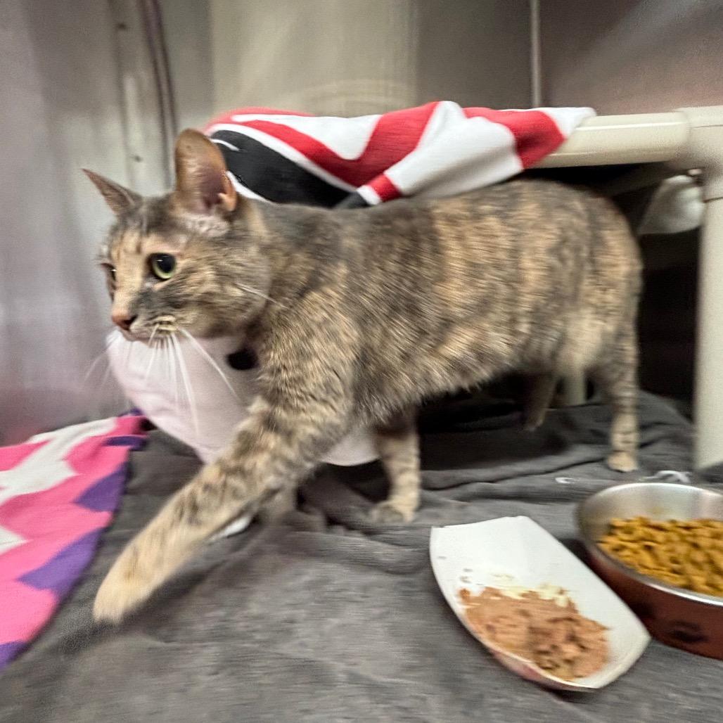 Enlarge Sandy, a Adoptable Domestic Short Hair in Philadelphia, PA image 3/5
