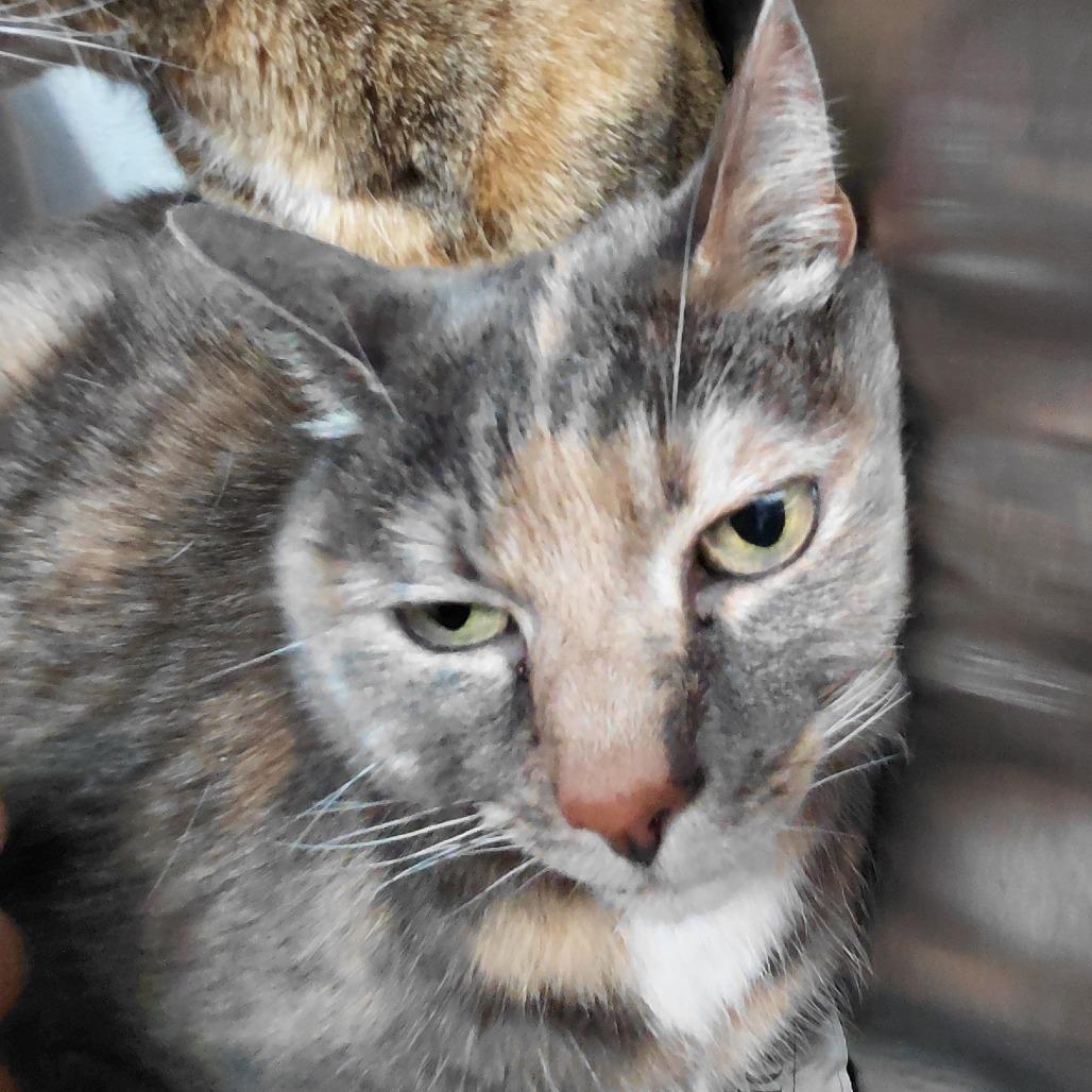Enlarge Sandy, a Adoptable Domestic Short Hair in Philadelphia, PA image 4/5