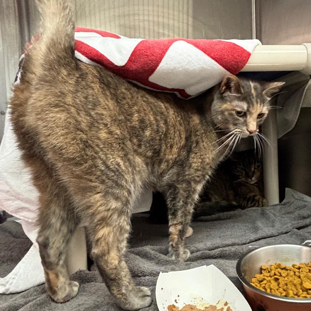 Enlarge Sandy, a Adoptable Domestic Short Hair in Philadelphia, PA image 5/5
