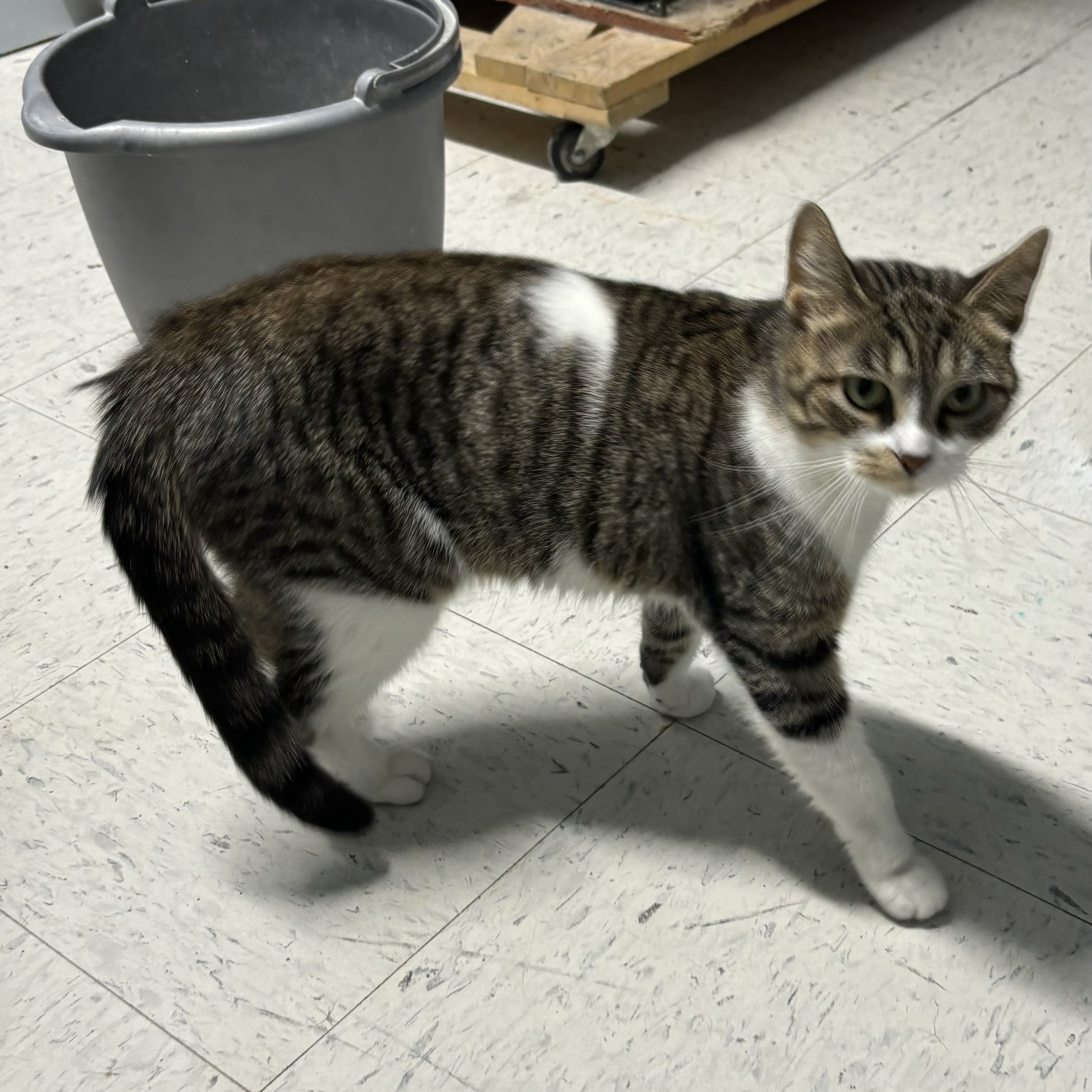 Enlarge Asteroid, a Adoptable Domestic Short Hair in Spencer, IN image 6/6