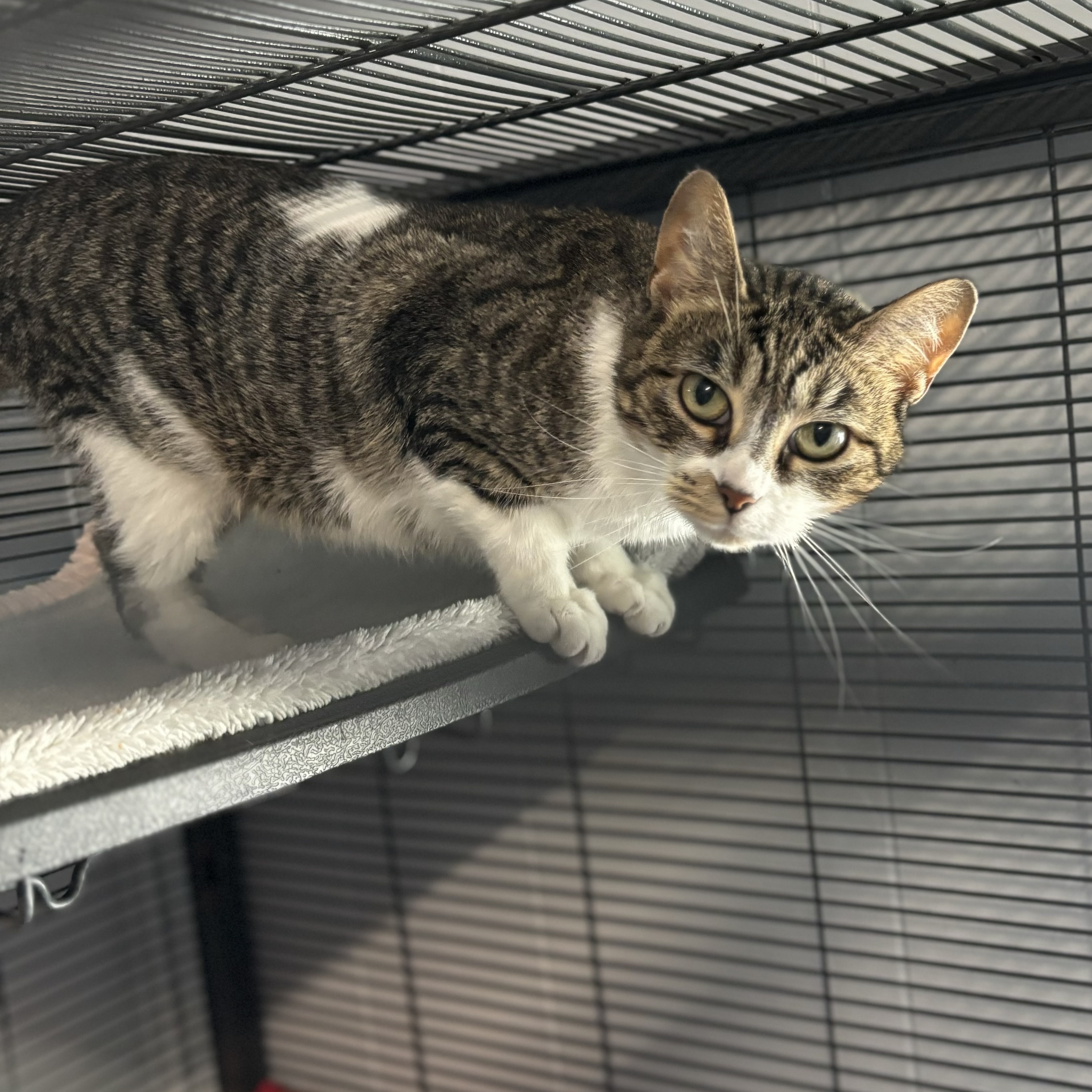 Enlarge Asteroid, a Adoptable Domestic Short Hair in Spencer, IN image 1/6