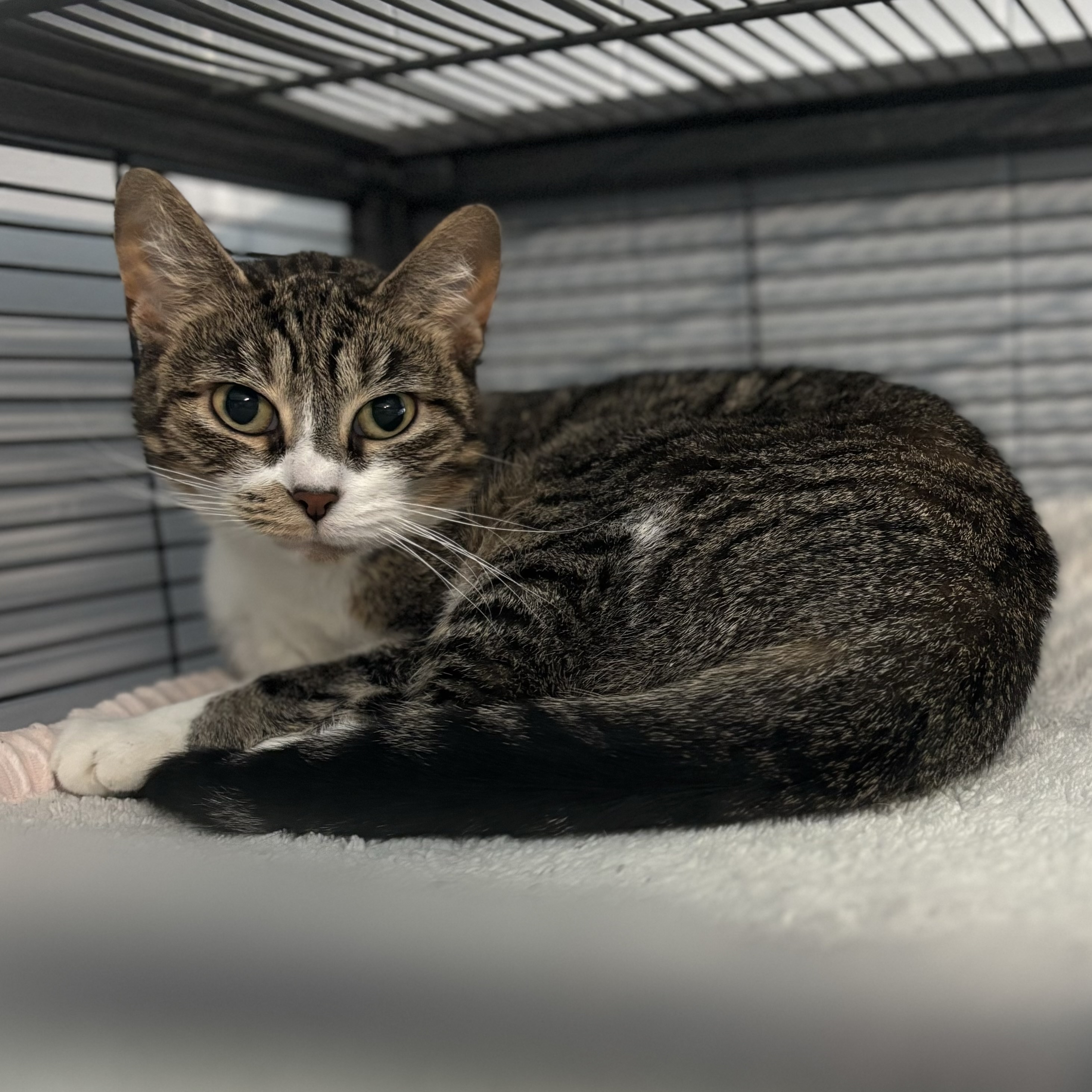 Enlarge Asteroid, a Adoptable Domestic Short Hair in Spencer, IN image 2/6