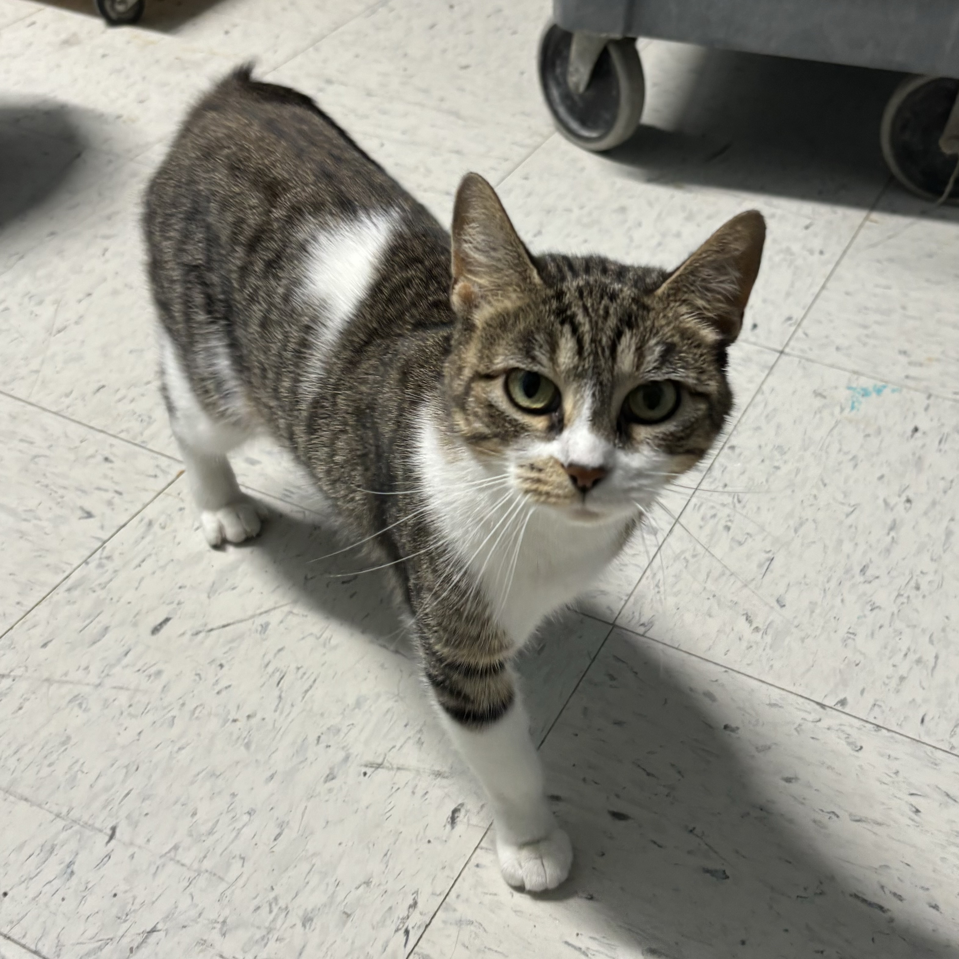 Enlarge Asteroid, a Adoptable Domestic Short Hair in Spencer, IN image 5/6