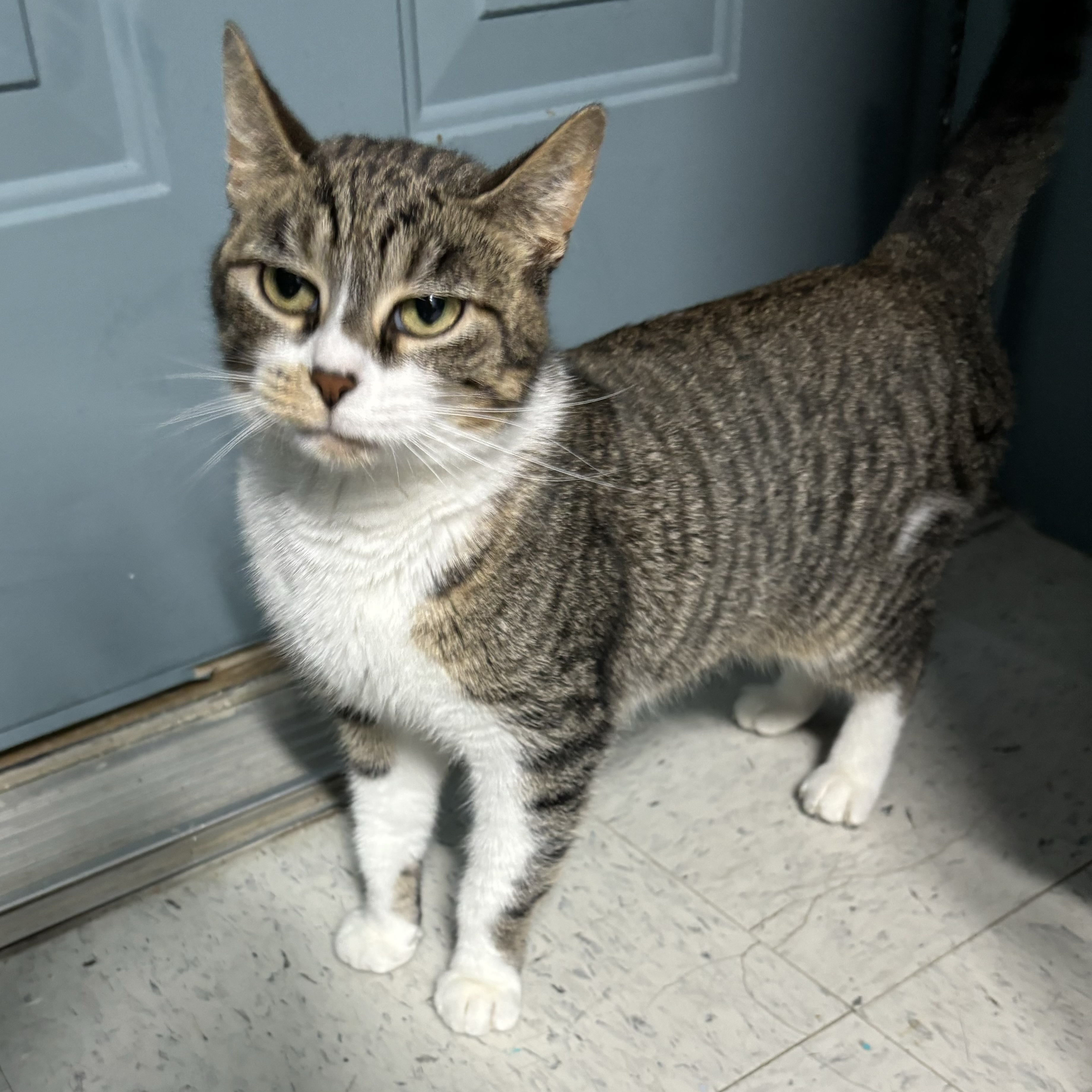 Enlarge Asteroid, a Adoptable Domestic Short Hair in Spencer, IN image 4/6