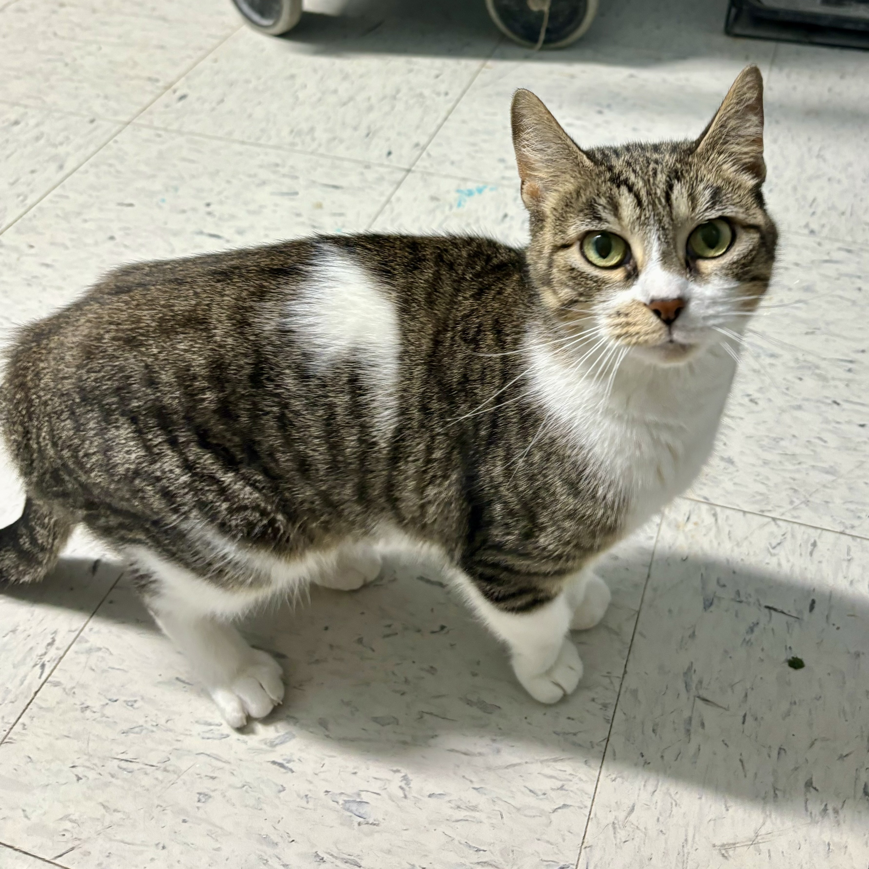 Enlarge Asteroid, a Adoptable Domestic Short Hair in Spencer, IN image 3/6