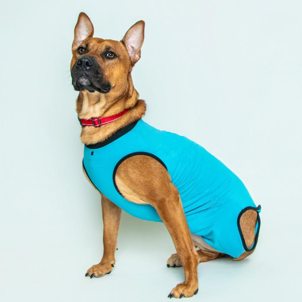 Enlarge Regal, a Adoptable Terrier in Knoxville, TN image 1/2