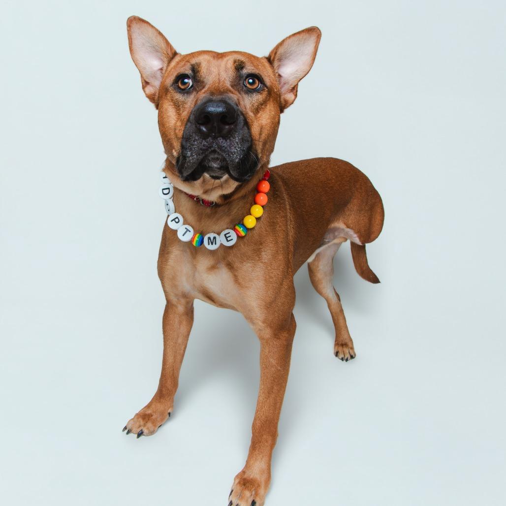 Regal, a Adoptable Terrier in Knoxville, TN image 2/6