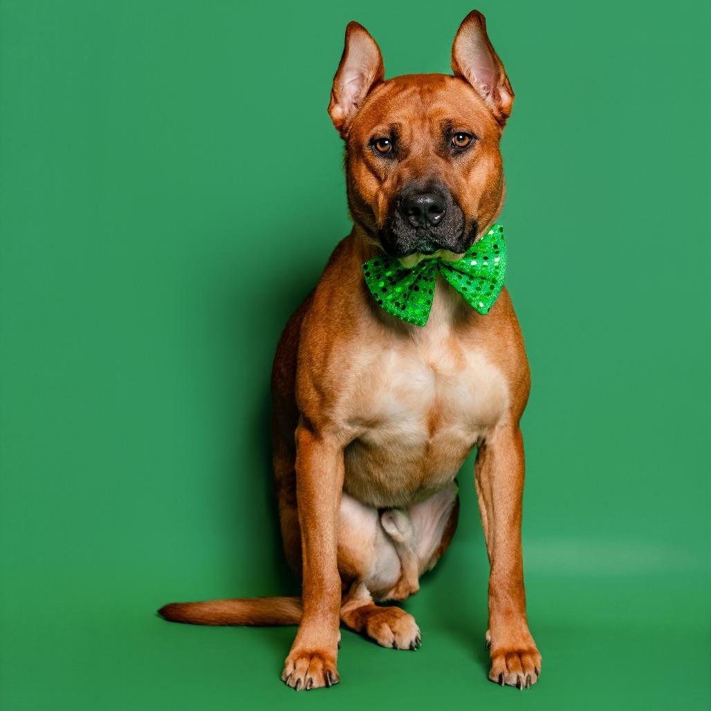 Enlarge Regal, a Adoptable Terrier in Knoxville, TN image 2/2