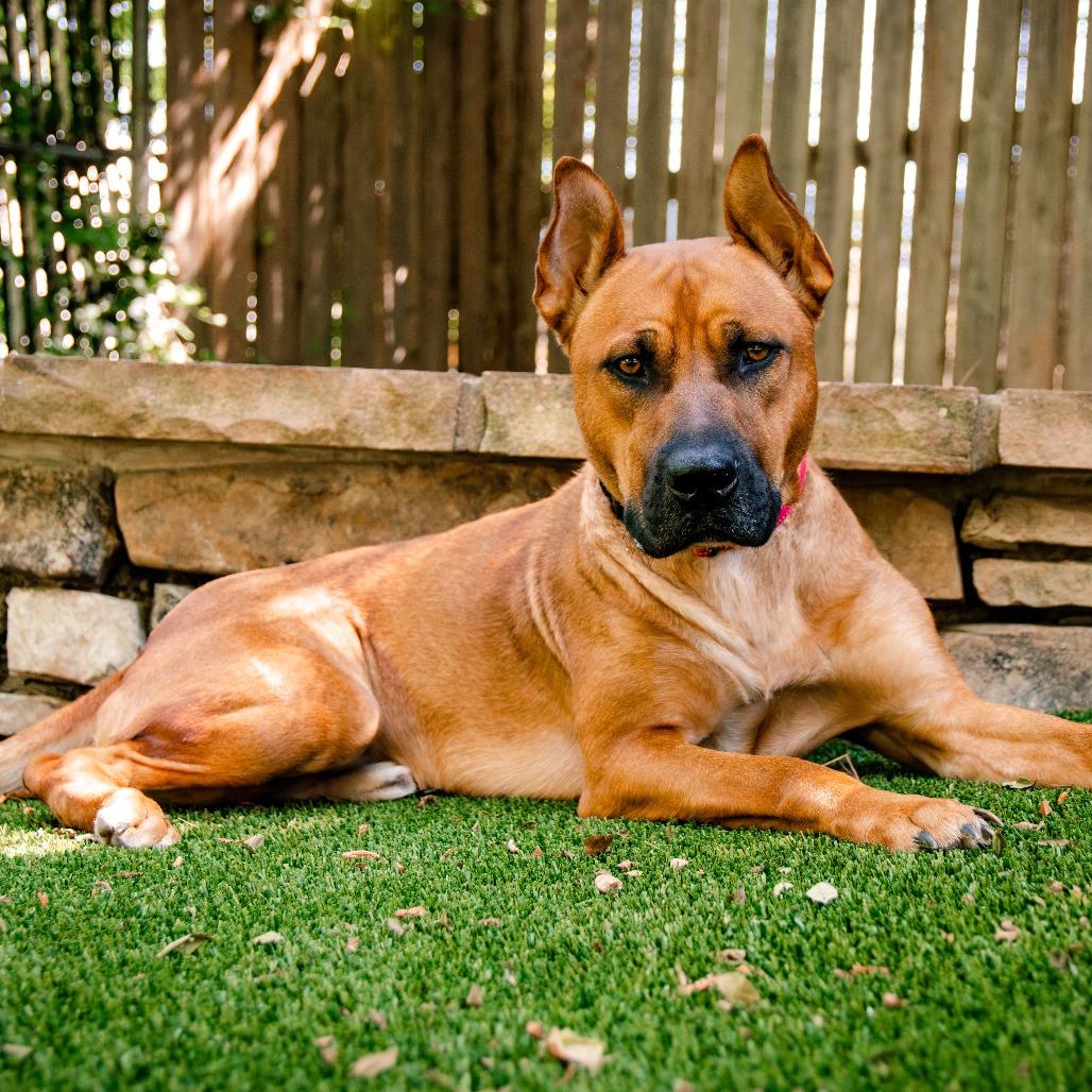 Enlarge Regal, a Adoptable Terrier in Knoxville, TN image 3/6