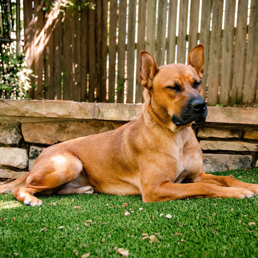 Enlarge Regal, a Adoptable Terrier in Knoxville, TN image 5/6