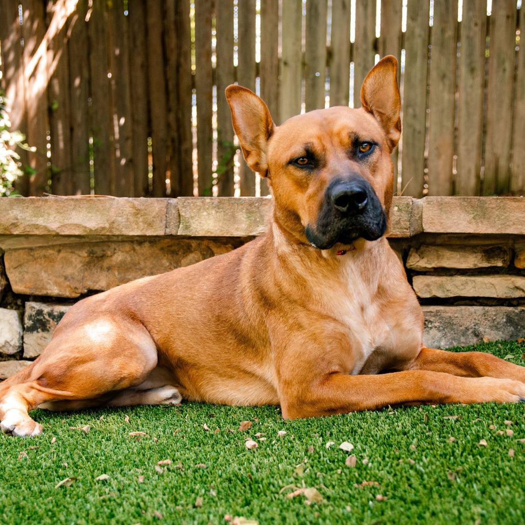 Enlarge Regal, a Adoptable Terrier in Knoxville, TN image 6/6