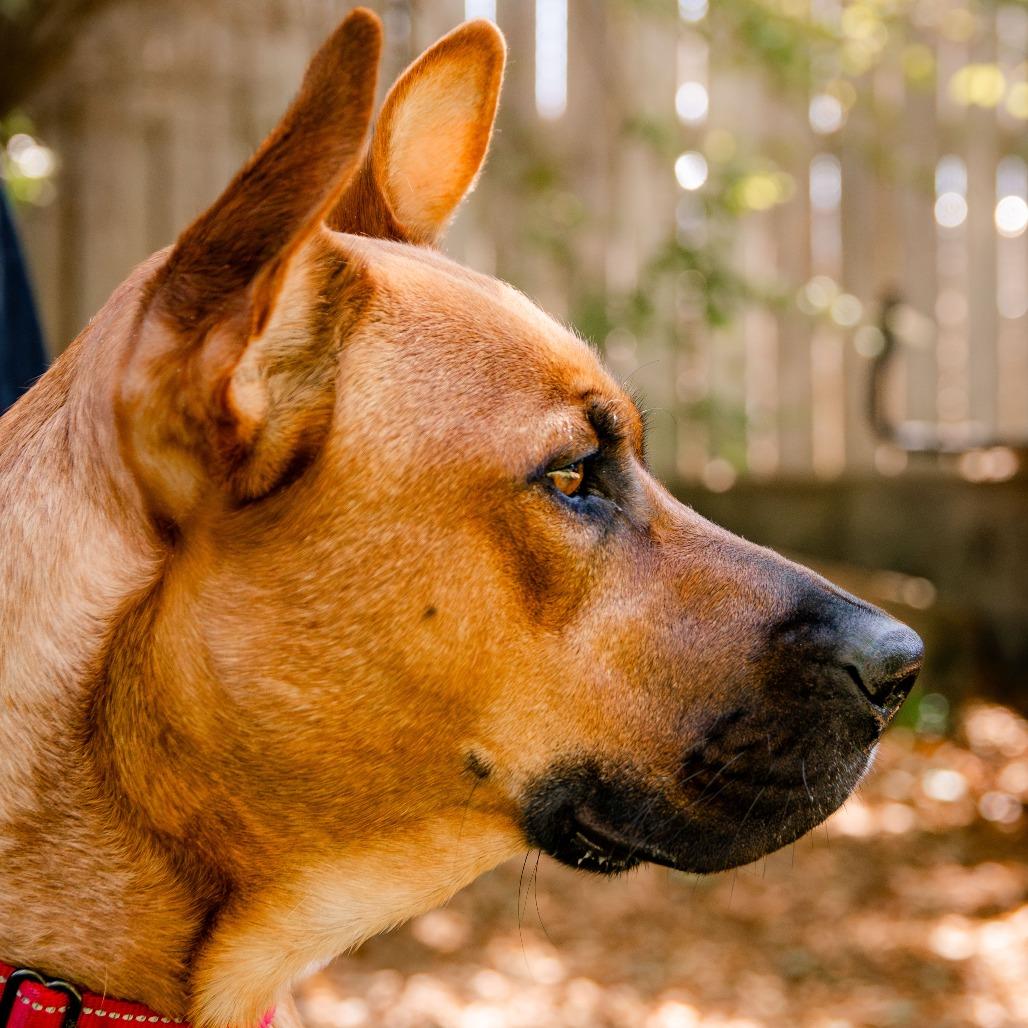 Enlarge Regal, a Adoptable Terrier in Knoxville, TN image 6/6