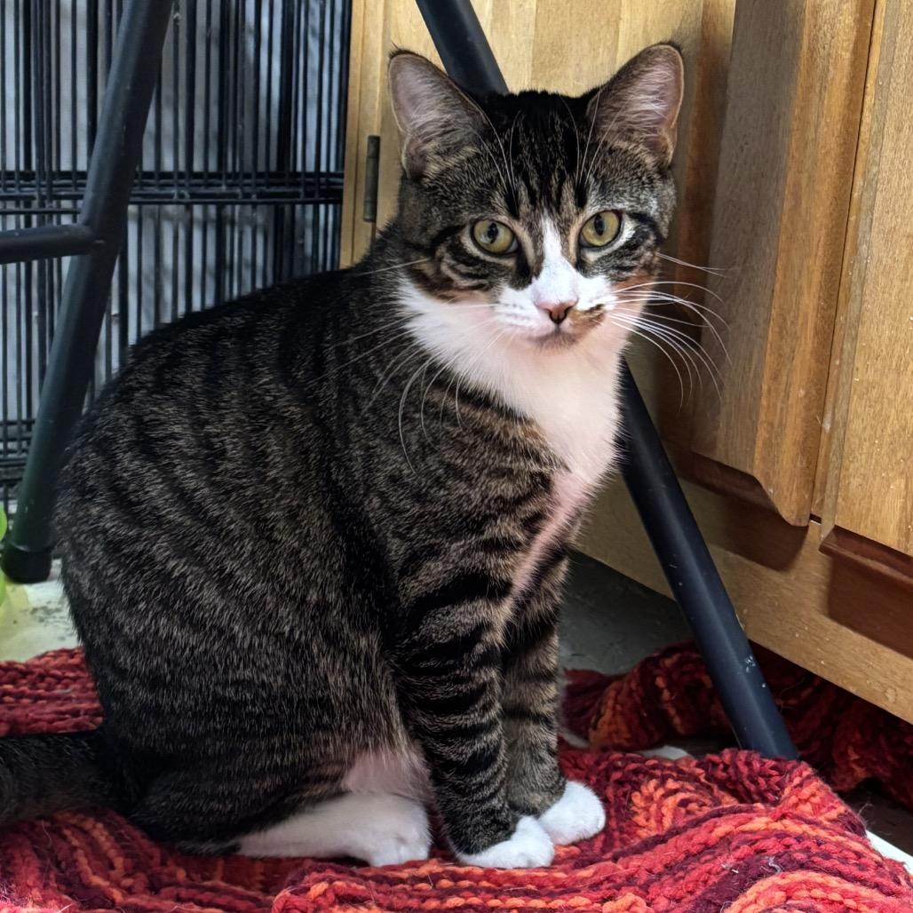 Bell, a Adoptable Domestic Short Hair image 1/2