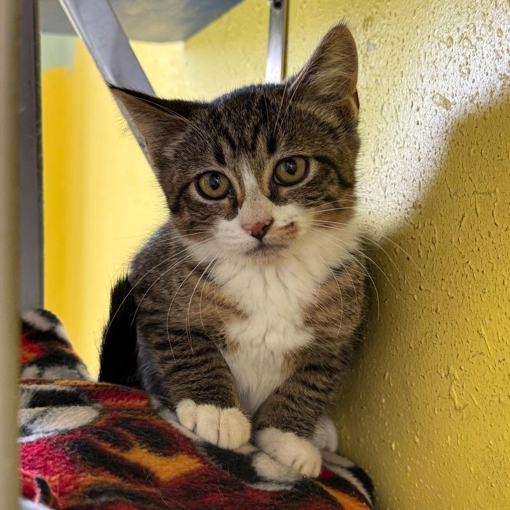 Bell, a Adoptable Domestic Short Hair image 2/2