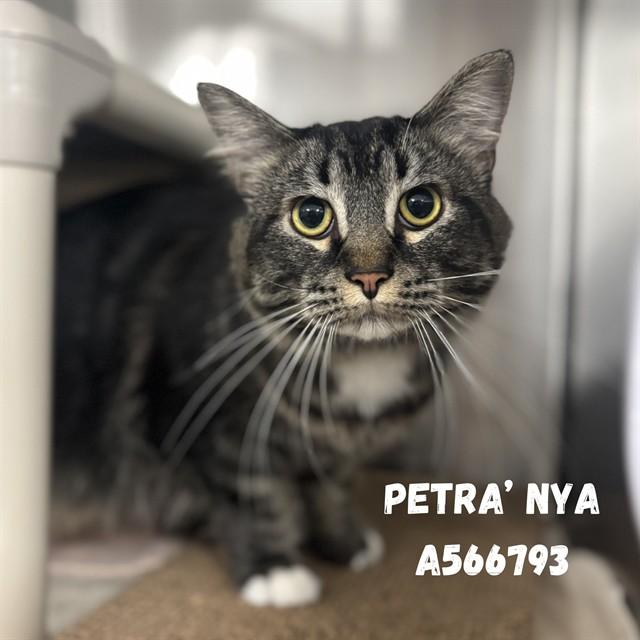 Enlarge PETRA' NYA, a Adoptable Domestic Long Hair in Huntsville, AL image 1/1